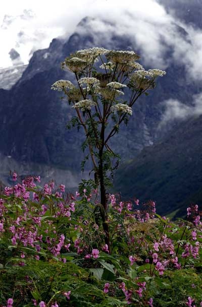 قصة مصورة : جمال الزهور في جبال الهيمالايا