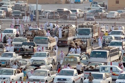 قصة مصورة : الأضحية .. شعيرة تواجه غلاء الأسعار