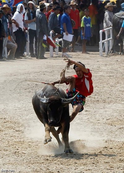 قصة مصورة : التايلنديون يحتفون بحصاد الأرز بمصارعة الثيران