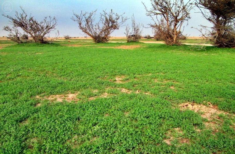 قصة مصورة : الصمان يتخضب بالجمال ملوحاً لعشاق الطبيعة والهدوء لزيارته