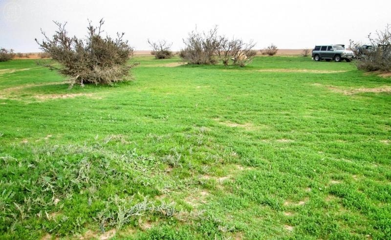 قصة مصورة : الصمان يتخضب بالجمال ملوحاً لعشاق الطبيعة والهدوء لزيارته