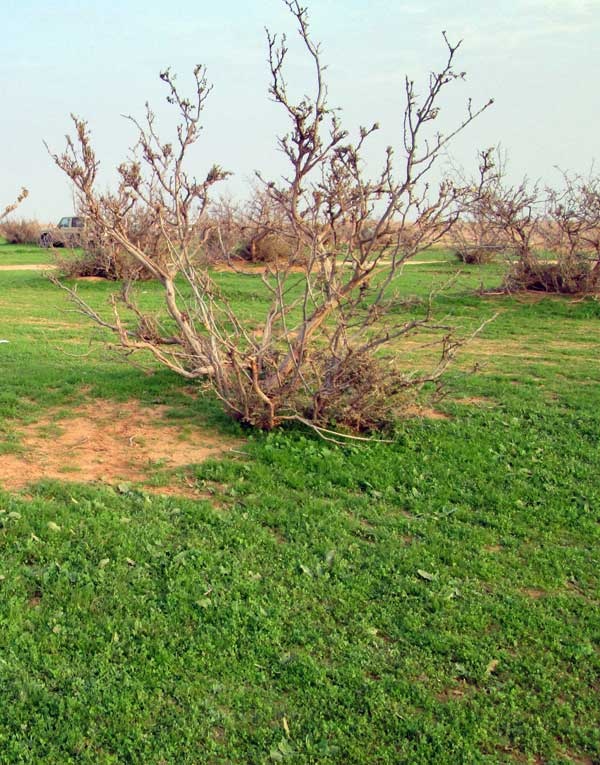 قصة مصورة : الصمان يتخضب بالجمال ملوحاً لعشاق الطبيعة والهدوء لزيارته