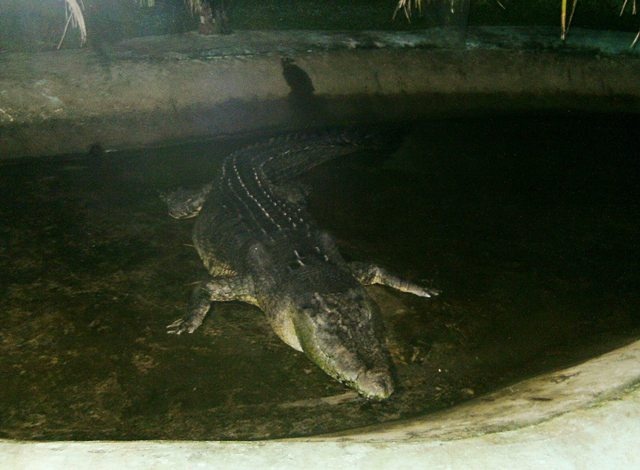 وفاة أكبر تمساح في العالم بالفلبين