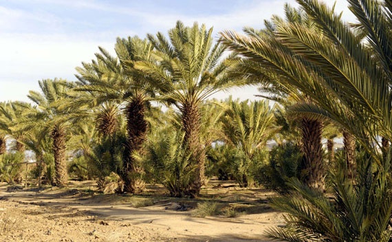 قصة مصورة : العقيق .. قلب الباحة النابض