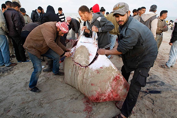 اهالي غزة يصطادون عددا ضخما من اسماك وطواط البحر النادرة