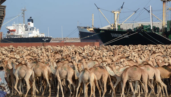 قصة مصورة : قطعان من الإبل في ميناء مقديشو تمهيدا لإرسالها بحرا إلى السعودية