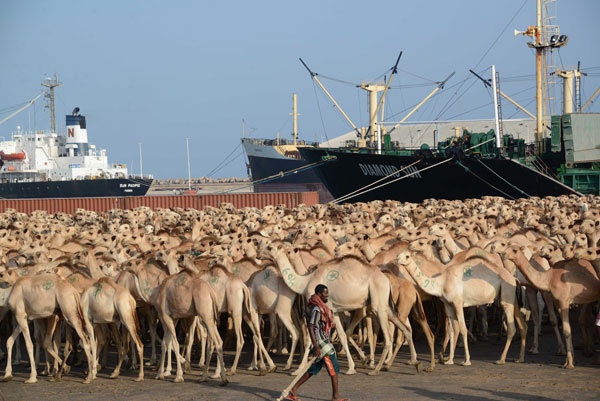 قصة مصورة : قطعان من الإبل في ميناء مقديشو تمهيدا لإرسالها بحرا إلى السعودية