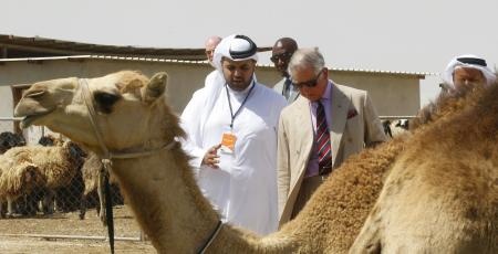 قصة مصورة: ولي عهد بريطانيا يتجول في أحد المزارع في قطر