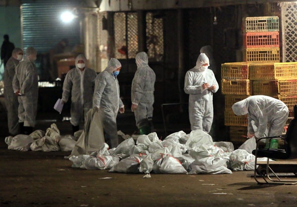 قصة مصورة : الصين تذبح الدواجن مع ارتفاع الوفيات بانفلونزا الطيور