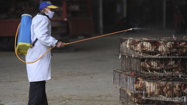 الصين تعلن عن 21 إصابة بالسلالة الجديدة من إنفلونزا الطيور توفي 6 منهم