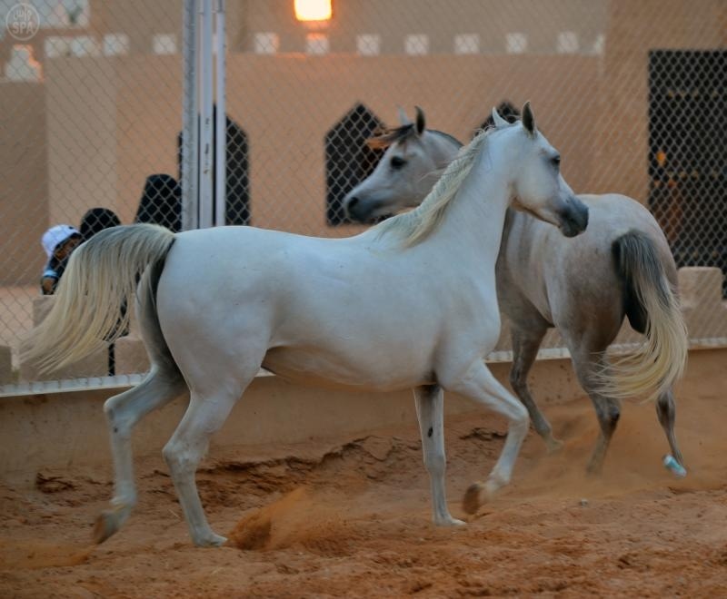 جمال الخيل العربية يستهوي مرتادي الجنادرية