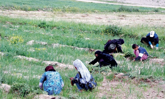 مزارعات يعملن داخل حقل زراعي في مقاطعة بلخ أمس