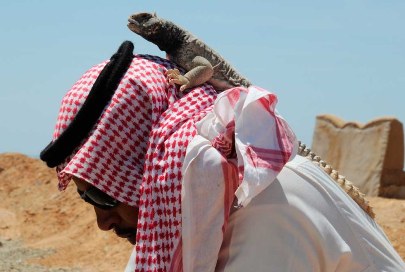 قصة مصورة: شبان يطاردون  الضبان في صحراء تبوك