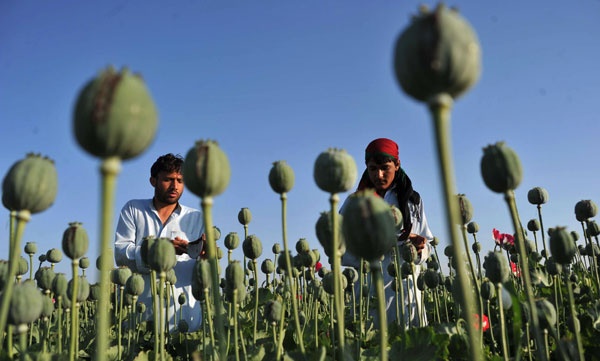 أفغانستان: مقتل 131 عضوا في حملة لمكافحة المخدرات خلال 40 يوماً