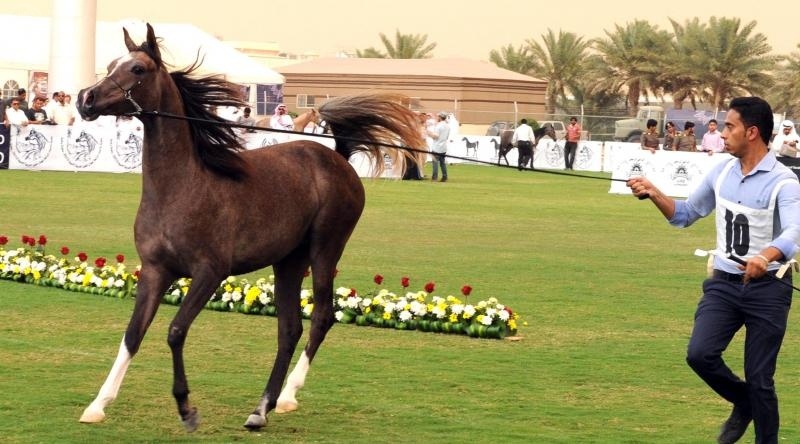 الخيول العربية تطلق سحر جمالها بالأحساء وسط تنافس 280 جواداً