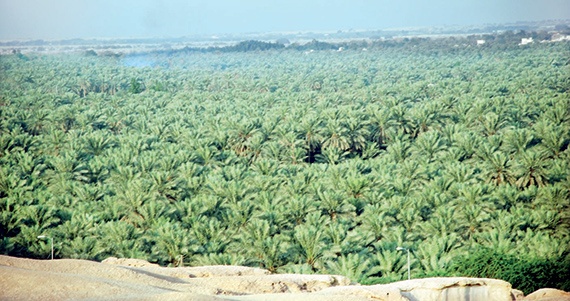 غياب الوعي سبب عزوف الشركات عن التأمين الزراعي