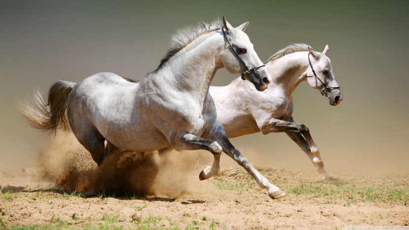 مصنع بامريكا يحصل على موافقة على ذبح الخيول من اجل لحومها