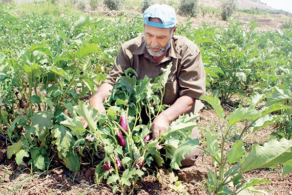 مزارع فلسطيني ينظر إلى شتلات باذنجان في مزرعته بقرية وادي فوكن في الضفة الغربية، بالقرب من بيت لحم أمس