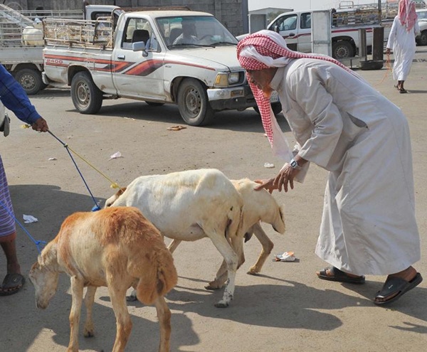 إقبال متزايد على أسواق الماشية في جازان مع قرب عيد الأضحى