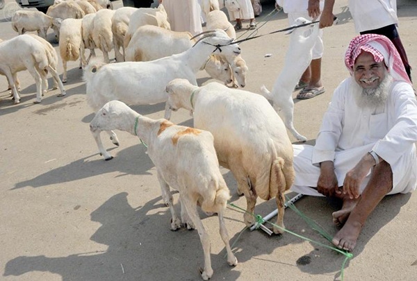 إقبال متزايد على أسواق الماشية في جازان مع قرب عيد الأضحى