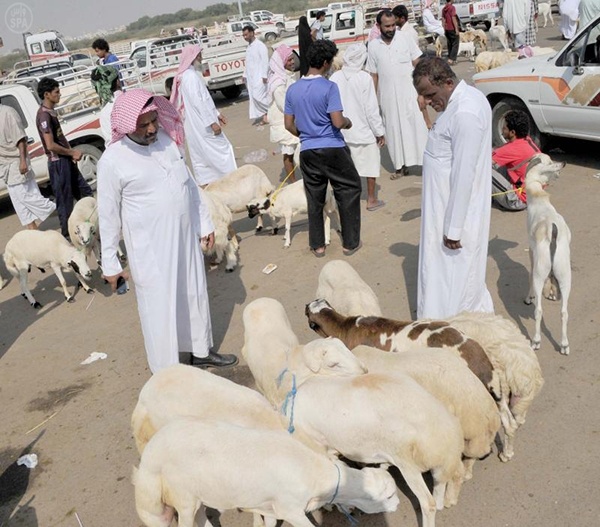 إقبال متزايد على أسواق الماشية في جازان مع قرب عيد الأضحى
