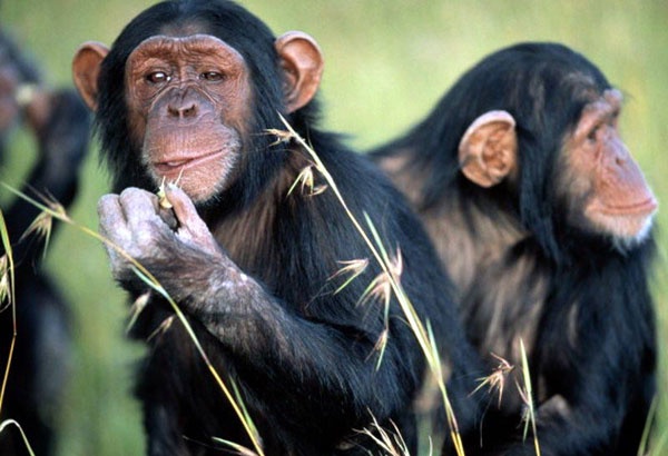 علماء: القردة أيضا على أشكالها تقع