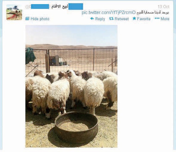 أضاحي العيد تقتحم «تويتر» .. و«الأمانة» تطلق تطبيقاً على الهواتف الذكية