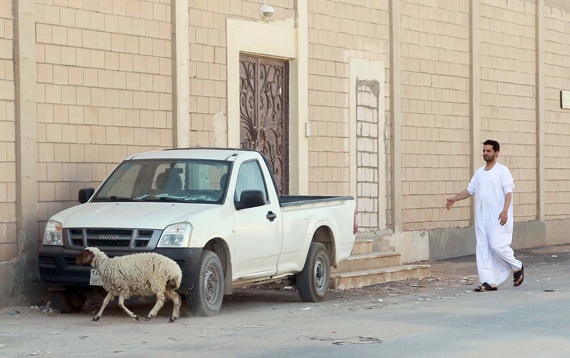 خروف يهرب من إحدى الأسر في الرياض صبيحة يوم العيد