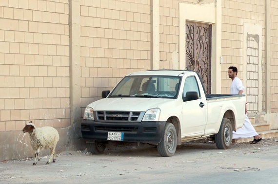 خروف يهرب من إحدى الأسر في الرياض صبيحة يوم العيد