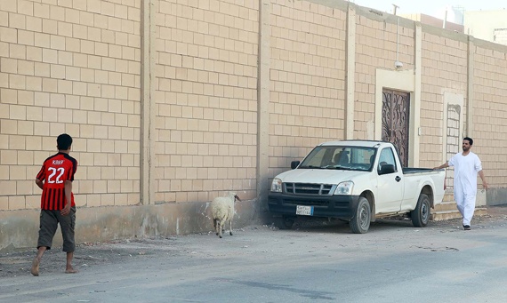 خروف يهرب من إحدى الأسر في الرياض صبيحة يوم العيد