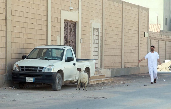 خروف يهرب من إحدى الأسر في الرياض صبيحة يوم العيد