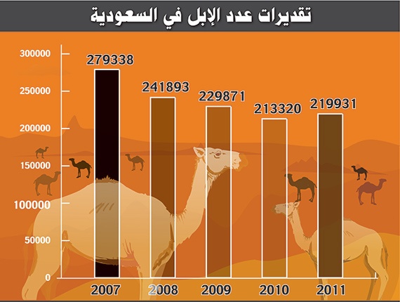 تقلص أعداد الإبل في السعودية 27 %