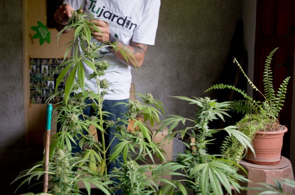 قصة مصورة : أوروجواي تصوت على تقنين الماريجوانا