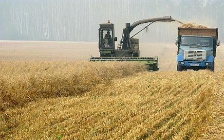 مصر تشتري ربع مليون طن من القمح الأمريكي والروسي