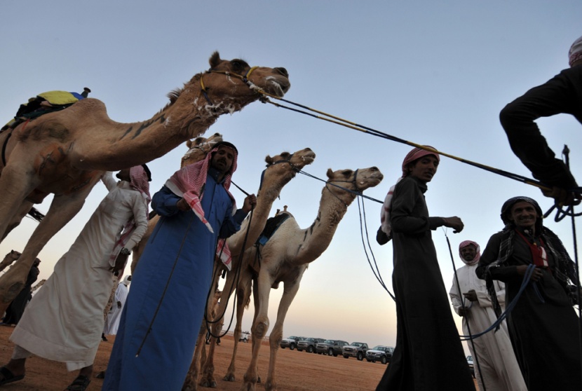 قصة مصورة: سباق الهجن السنوي الكبير في الجنادرية