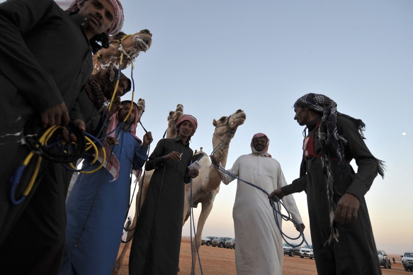 قصة مصورة: سباق الهجن السنوي الكبير في الجنادرية