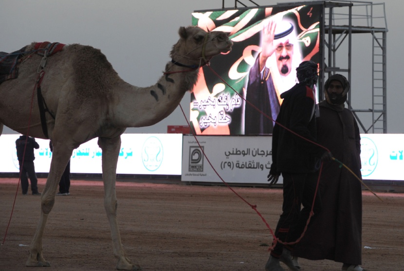 قصة مصورة: سباق الهجن السنوي الكبير في الجنادرية