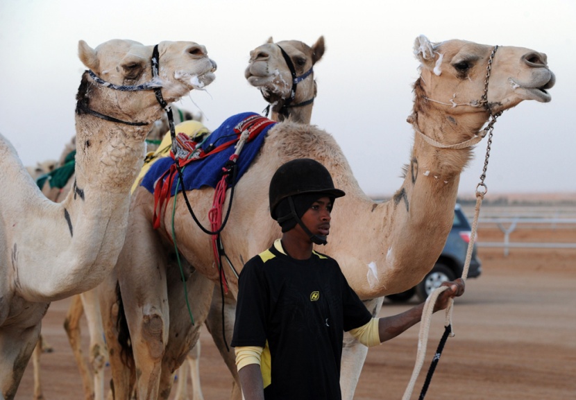 قصة مصورة: سباق الهجن السنوي الكبير في الجنادرية