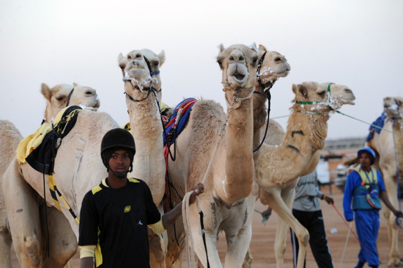 قصة مصورة: سباق الهجن السنوي الكبير في الجنادرية
