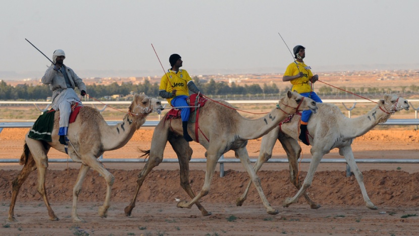 قصة مصورة: سباق الهجن السنوي الكبير في الجنادرية