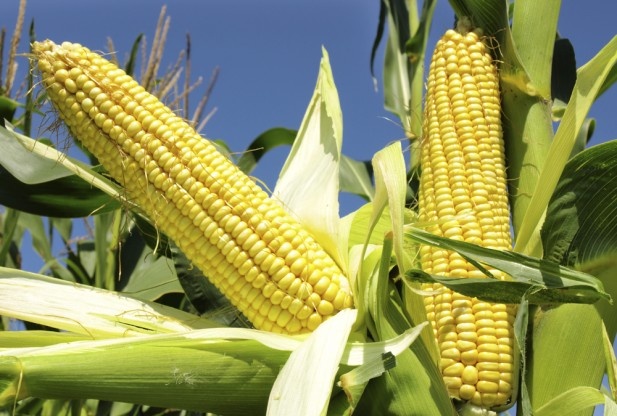 مجلس النواب الفرنسي يحظر زراعة الذرة المعدلة جينيا
