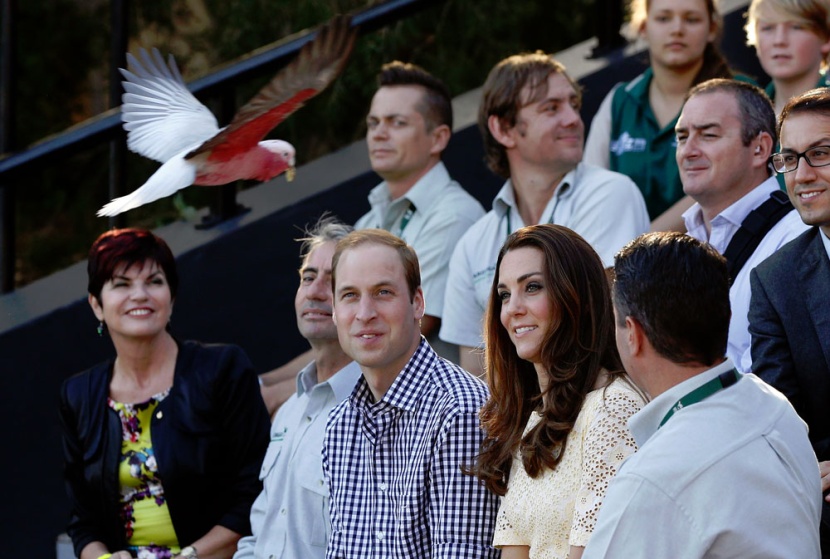 قصة مصورة: الأمير جورج يجذب الأنظار في حديقة الحيوانات في استراليا