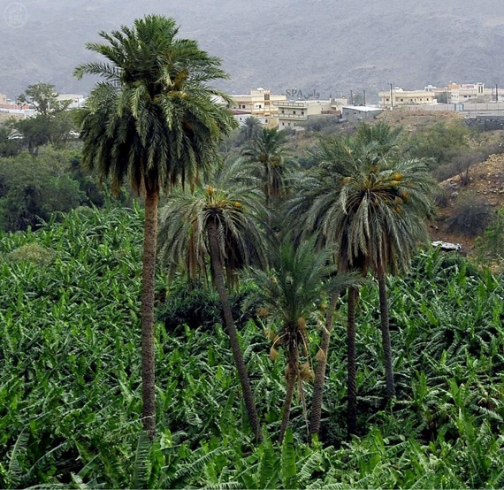قصة مصورة: الغطاء النباتي بالباحة لوحة طبيعية تستهوي المصطافين