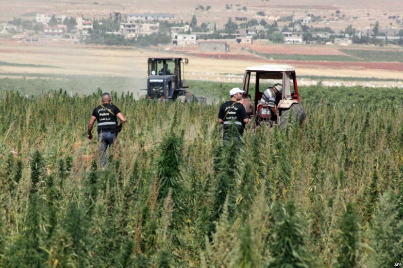 تقرير: زراعة الحشيش تزدهر في لبنان في ظل غياب الدولة