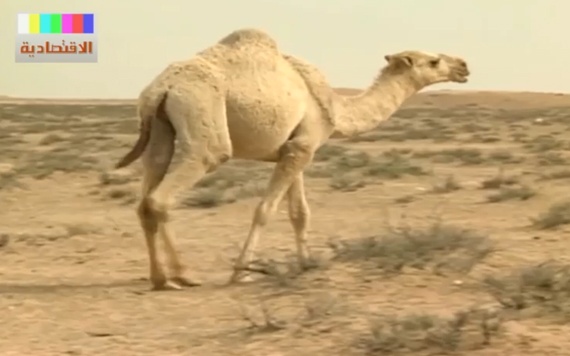 فيديو الاقتصادية الإلكترونية : الإبل .. عشق يسخر من كورونا