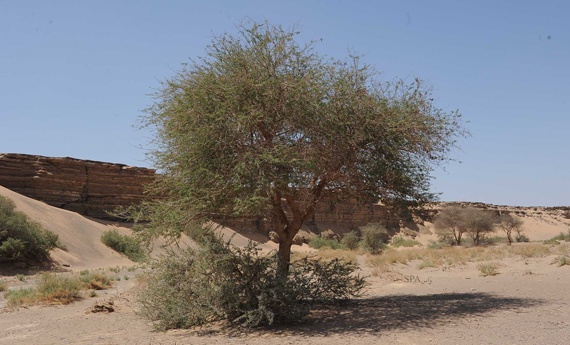 قصة مصورة : محمية "الخنفة" في تبوك .. لوحة طبيعية في قلب الصحراء