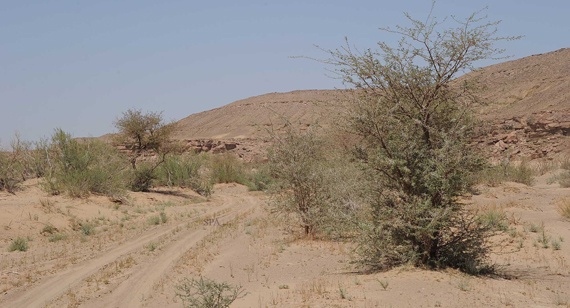 قصة مصورة : محمية "الخنفة" في تبوك .. لوحة طبيعية في قلب الصحراء