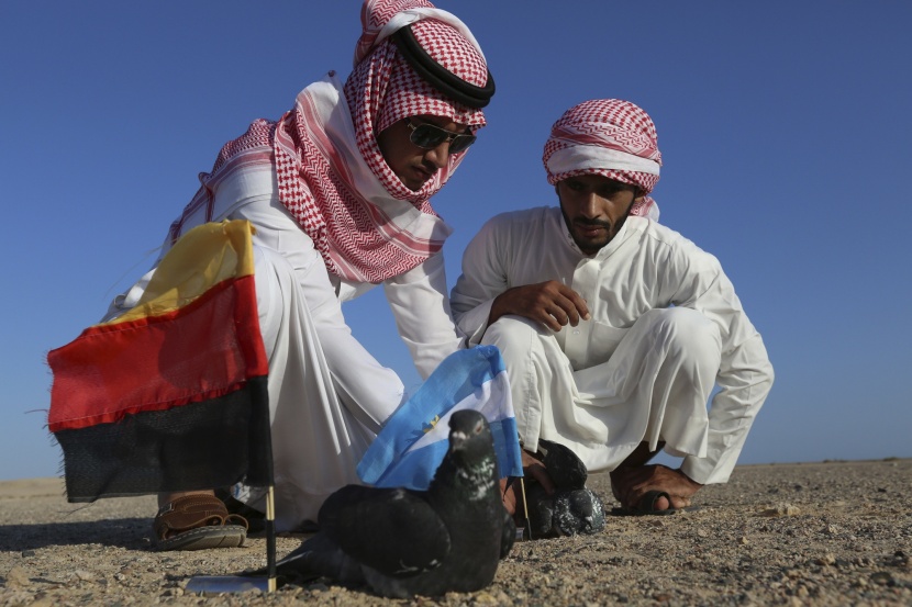 الصقور تقتحم عالم التنبؤ الرياضي