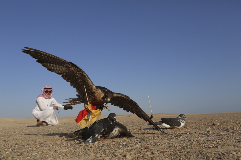 الصقور تقتحم عالم التنبؤ الرياضي