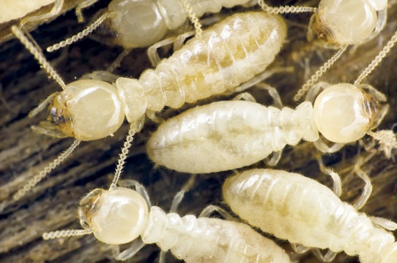 النمل الأبيض يتنبأ بمصدر الاهتزازات الأرضية .. والنحل ينام في مجموعات